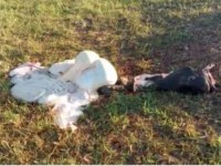 Criminosos matam vaca picada por cobra e furtam toda a carne em RO - Foto: Reprodução