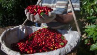 Índios de RO produzem café com qualidade de exportação de maneira sustentável - Foto: Foto Meramente Ilustrativa