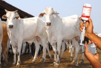 Rondônia vacinou quase 100% do rebanho bovino contra a febre aftosa - Foto: Reprodução