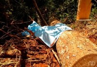 Trabalhador de 44 anos morre após tronco de árvore cair sobre seu corpo em Cujubim - Foto: Ilustrativa