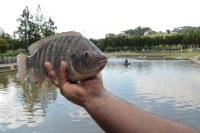 Produtores de peixe recebem orientação em Ariquemes sobre como prevenir parasitas - Foto: Reprodução