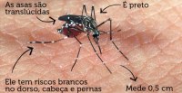 Com alerta de surto de dengue, drones buscam focos do Aedes aegypti em Ariquemes - Foto: Reprodução Google