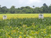 Plantio da soja aumentou mais de 70% no Vale do Jamari em RO - Foto: Rede Amazônica/ Reprodução