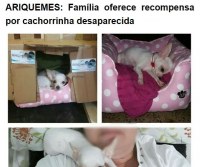 Sumiu Cachorra de Raça Chihuahua de nome Luna - Foto: Reprodução