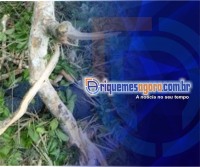 Senhor de 59 anos morre após tronco de árvore cair sobre sua cabeça na LC-30 em Cacaulândia - Foto: Ilustrativa
