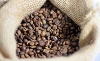 Rondônia bate recorde e tem expectativa de produção de quase dois milhões de sacas de café em 2017 - Foto: Reprodução