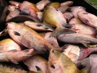 Tambaqui é o peixe mais procurado pelos consumidores na Semana Santa em Rondônia - Foto: Reprodução