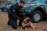 Governo de Rondônia forma oficiais superiores e entrega viaturas para transporte de cães às forças - Foto: Divulgação