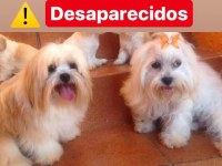 Desapareceram esses dois cachorrinhos no Setor 04, paga recompensa VEJA MAIS - Foto: Reprodução
