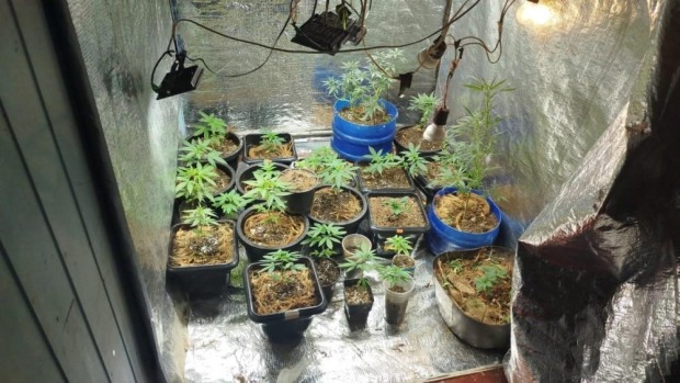 Mais de 24 pés de maconha foram apreendidos em uma residência