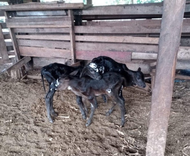 Vaca dá à luz trigêmeos em Rondônia: 'dois já é incomum e três nem se fala', diz veterinária