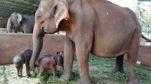 Nascimento raro: mamãe elefante tem gêmeos e eles passam bem!