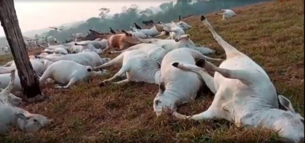 Raio mata bois em Parecis, Rondônia (Foto: Reprodução)