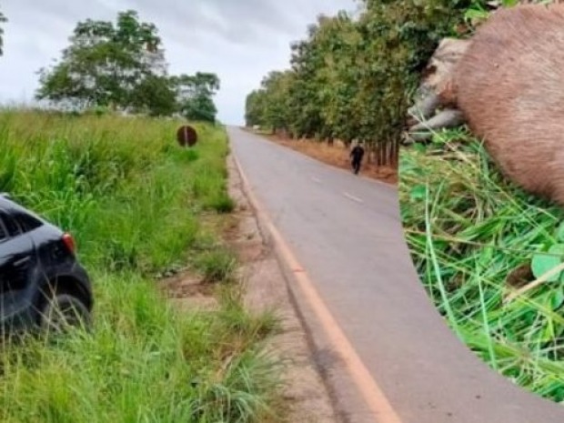 Mulher  mo@rre após carro bater em capivara na BR-364 em Rondônia, nesta quarta feira