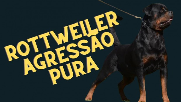 Mãe e bebê de 1 ano são atacadas por cães da raça Rottweiler - VÍDEO