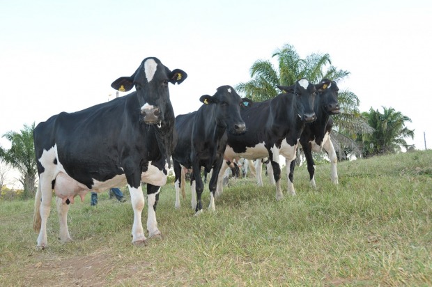 Objetivo é fortalecer o desenvolvimento da cadeia produtiva do leite no Estado (Foto: Reprodução)