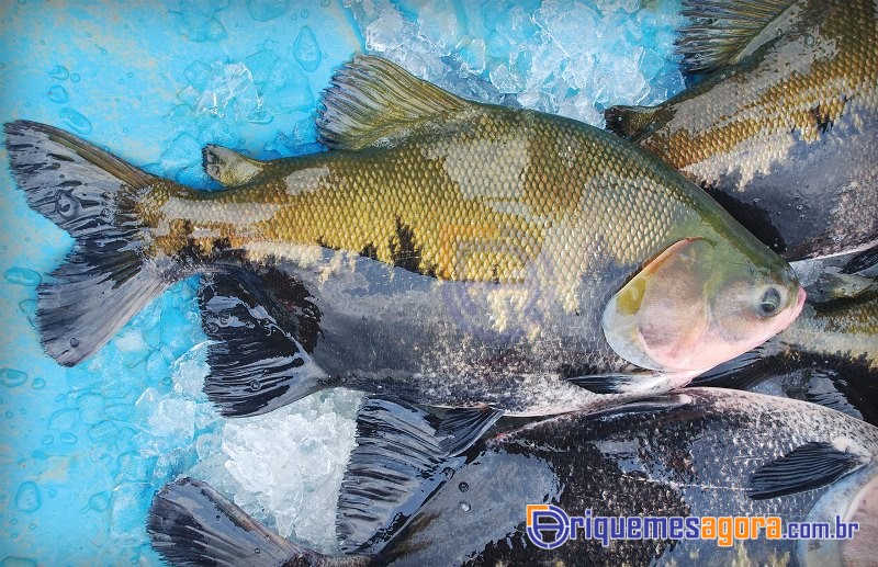 PARCERIAS-Grupo Carrefour tem interesse em peixe de Ariquemes